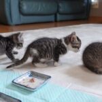 【悶絶】「早くミルクちょうだいニャ!」飼い主さんの足にしがみついておねだりする子猫たち。一生懸命な“ミルク待ち”の行列に癒やしが止まらない♡ - 肉球ドットコム(299.com)