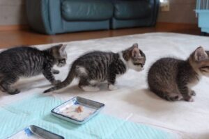 【悶絶】「早くミルクちょうだいニャ!」飼い主さんの足にしがみついておねだりする子猫たち。一生懸命な“ミルク待ち”の行列に癒やしが止まらない♡ - 肉球ドットコム(299.com)