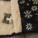 【悶絶】「あ、そこ代わってニャ…」お布団からひょっこり顔を出してテレビを見る子猫さま。究極のまったり姿に癒やしが止まらない♡ - 肉球ドットコム(299.com)