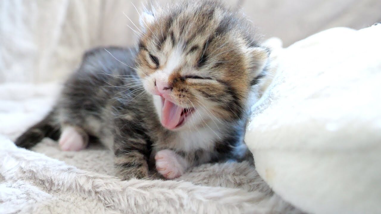 【悶絶】「あ、あったかいニャ〜…」湯たんぽを巡って争奪戦!?子猫3きょうだいのぬくぬくライフが愛おしすぎて癒やしが止まらない♡ - 肉球ドットコム(299.com)