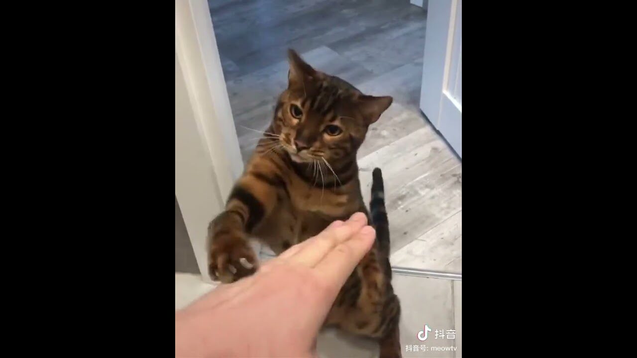 【悶絶】「ボクのパンチを受けてみろニャ!」リズム感バツグンの高速猫パンチを繰り出す猫さま。力強いのに愛くるしい仕草に癒やしが止まらない♡ - 肉球ドットコム(299.com)