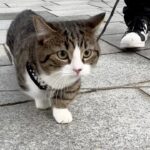 【悶絶】「お外はドキドキだニャ!」初めての公園散歩に挑む猫さま。慎重すぎる足取りと、無邪気な好奇心に癒やしが止まらない♡ - 肉球ドットコム(299.com)
