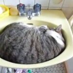 【悶絶】「おはよう」って返事した!?洗面台で丸まって寝る猫さまの“神対応”に癒やしが止まらない♡ - 肉球ドットコム(299.com)