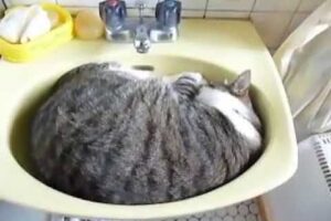 【悶絶】「おはよう」って返事した!?洗面台で丸まって寝る猫さまの“神対応”に癒やしが止まらない♡ - 肉球ドットコム(299.com)