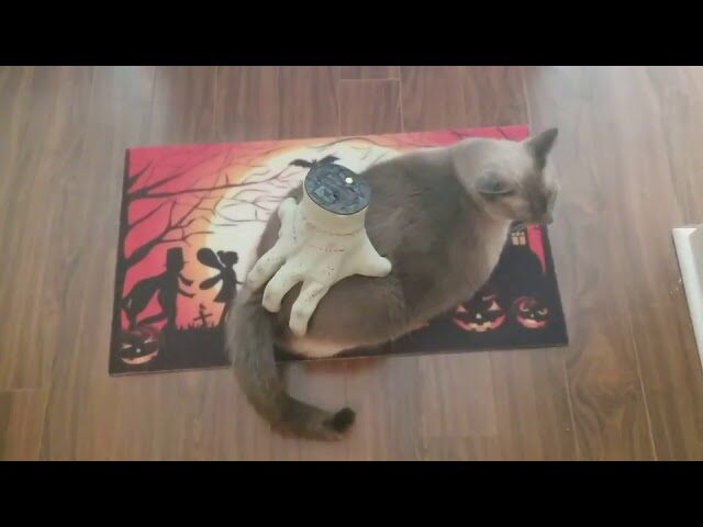 【悶絶】「ねえ、何してるニャ!?」背中を優しくトントン…してくるのは、なんと“動く手”のオモチャ!?驚きと癒やしのハロウィン動画♡ - 肉球ドットコム(299.com)