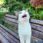 【悶絶】「ボクの隣に座ってニャ!」公園のベンチで出会った猫さま。隣に座った瞬間、猛烈な甘えん坊攻撃に癒やしが止まらない♡ - 肉球ドットコム(299.com)