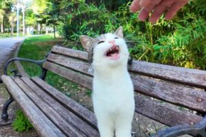 【悶絶】「ボクの隣に座ってニャ!」公園のベンチで出会った猫さま。隣に座った瞬間、猛烈な甘えん坊攻撃に癒やしが止まらない♡ - 肉球ドットコム(299.com)