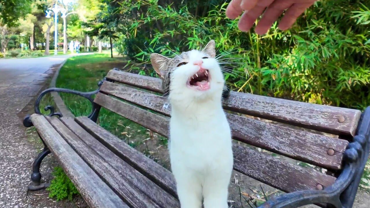 【悶絶】「ボクの隣に座ってニャ!」公園のベンチで出会った猫さま。隣に座った瞬間、猛烈な甘えん坊攻撃に癒やしが止まらない♡ - 肉球ドットコム(299.com)