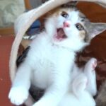 【猫のおもちゃ】変幻自在で飽きない!キャットトンネルにもこたんが大はしゃぎ - 肉球ドットコム(299.com)