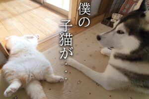 【種族を超えた愛】動かない子猫を心配するハスキー犬。その優しさに心温まるひととき - 肉球ドットコム(299.com)