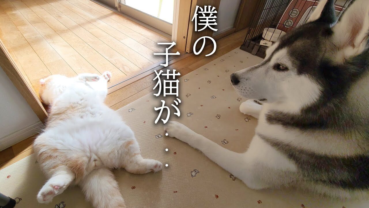 【種族を超えた愛】動かない子猫を心配するハスキー犬。その優しさに心温まるひととき - 肉球ドットコム(299.com)