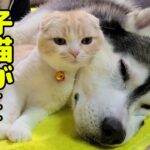 【仲良し】ハスキー犬を起こしに来たはずの子猫が…まさかの展開にほっこり - 肉球ドットコム(299.com)