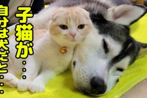 【仲良し】ハスキー犬を起こしに来たはずの子猫が…まさかの展開にほっこり - 肉球ドットコム(299.com)