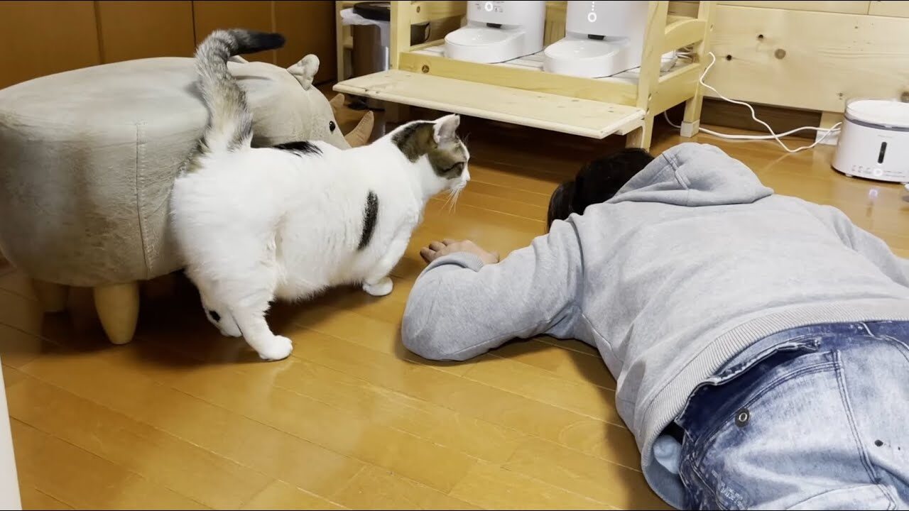 【猫の反応】もしも大好きな飼い主さんが目の前で倒れたら?豆大福くんの場合 - 肉球ドットコム(299.com)