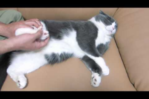 【猫の癒やし】うっとり顔にキュン!猫の手足ツボマッサージでリラックスタイム - 肉球ドットコム(299.com)