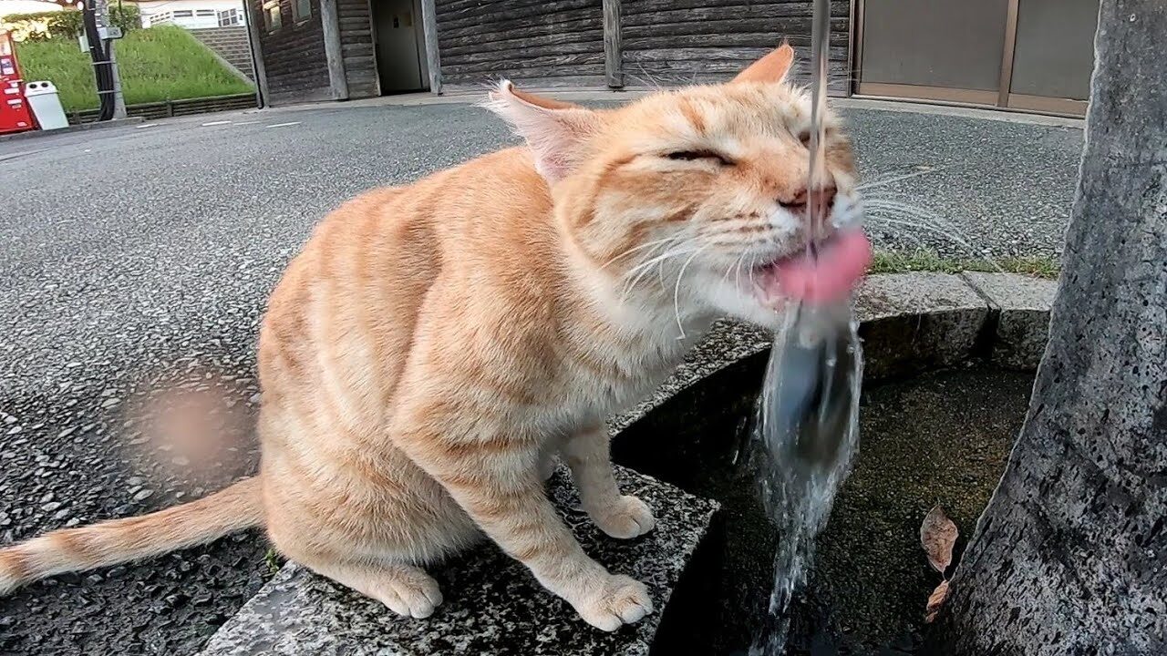 【賢い猫】「お水ください!」蛇口から水を飲むのが大好きな野良猫さん - 肉球ドットコム(299.com)