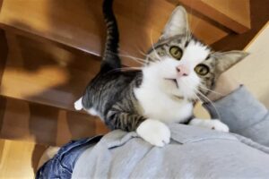 【猫の甘えん坊】ドアが閉まると急に不安になっちゃう?豆大福くんの可愛すぎる行動 - 肉球ドットコム(299.com)