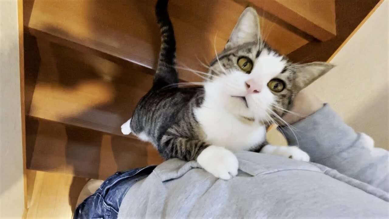 【猫の甘えん坊】ドアが閉まると急に不安になっちゃう?豆大福くんの可愛すぎる行動 - 肉球ドットコム(299.com)