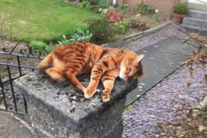 【猫の愛】ご主人様の帰宅を待ちわびるベンガル猫・トントくんの熱烈な歓迎 - 肉球ドットコム(299.com)