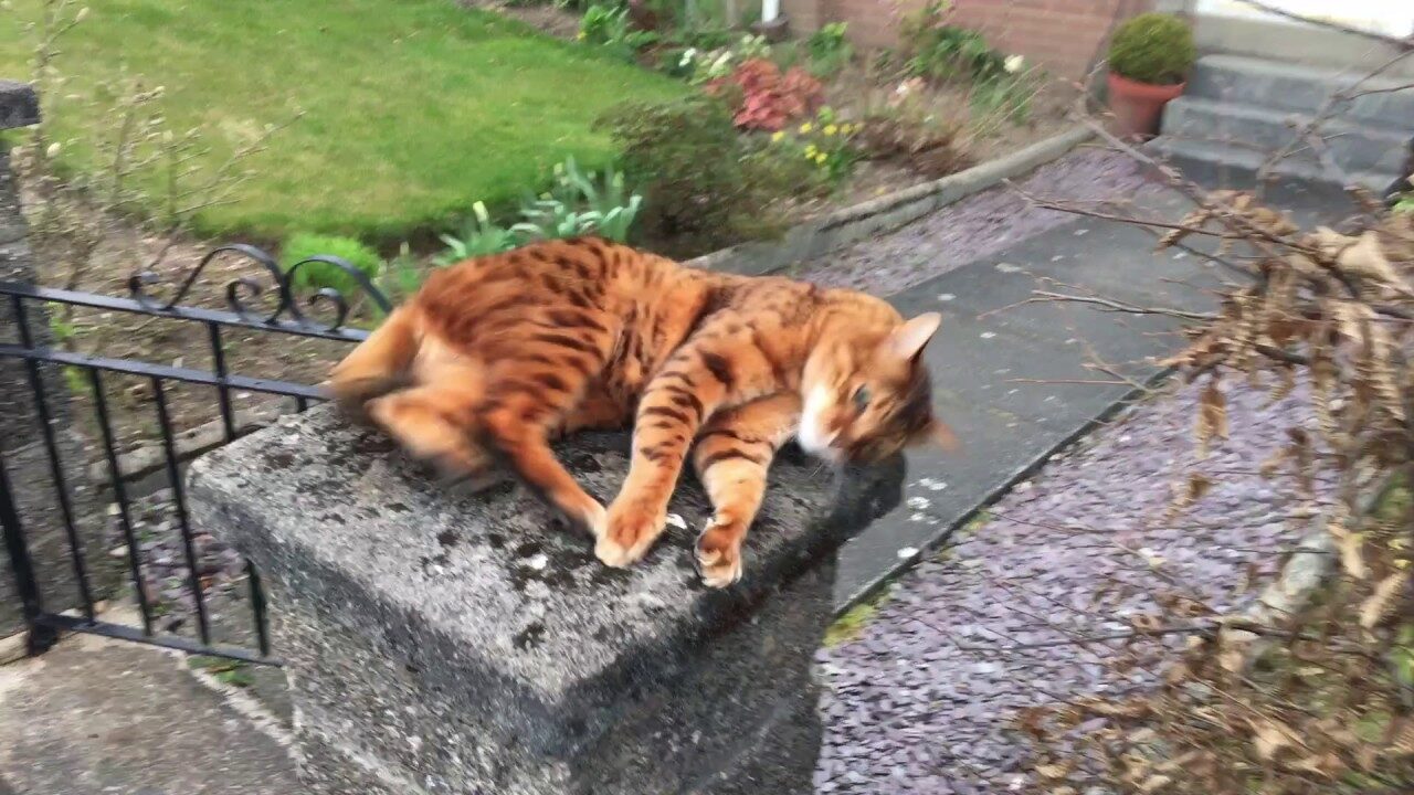 【猫の愛】ご主人様の帰宅を待ちわびるベンガル猫・トントくんの熱烈な歓迎 - 肉球ドットコム(299.com)