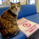 【猫の出会い】待合室で見つけた三毛猫さん。優しく撫でたら、思わぬ展開に…! - 肉球ドットコム(299.com)