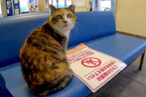 【猫の出会い】待合室で見つけた三毛猫さん。優しく撫でたら、思わぬ展開に…! - 肉球ドットコム(299.com)