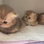 【子猫】反則級の可愛さ!もふもふ子猫たちの日常に癒やされよう - 肉球ドットコム(299.com)