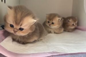 【子猫】反則級の可愛さ!もふもふ子猫たちの日常に癒やされよう - 肉球ドットコム(299.com)