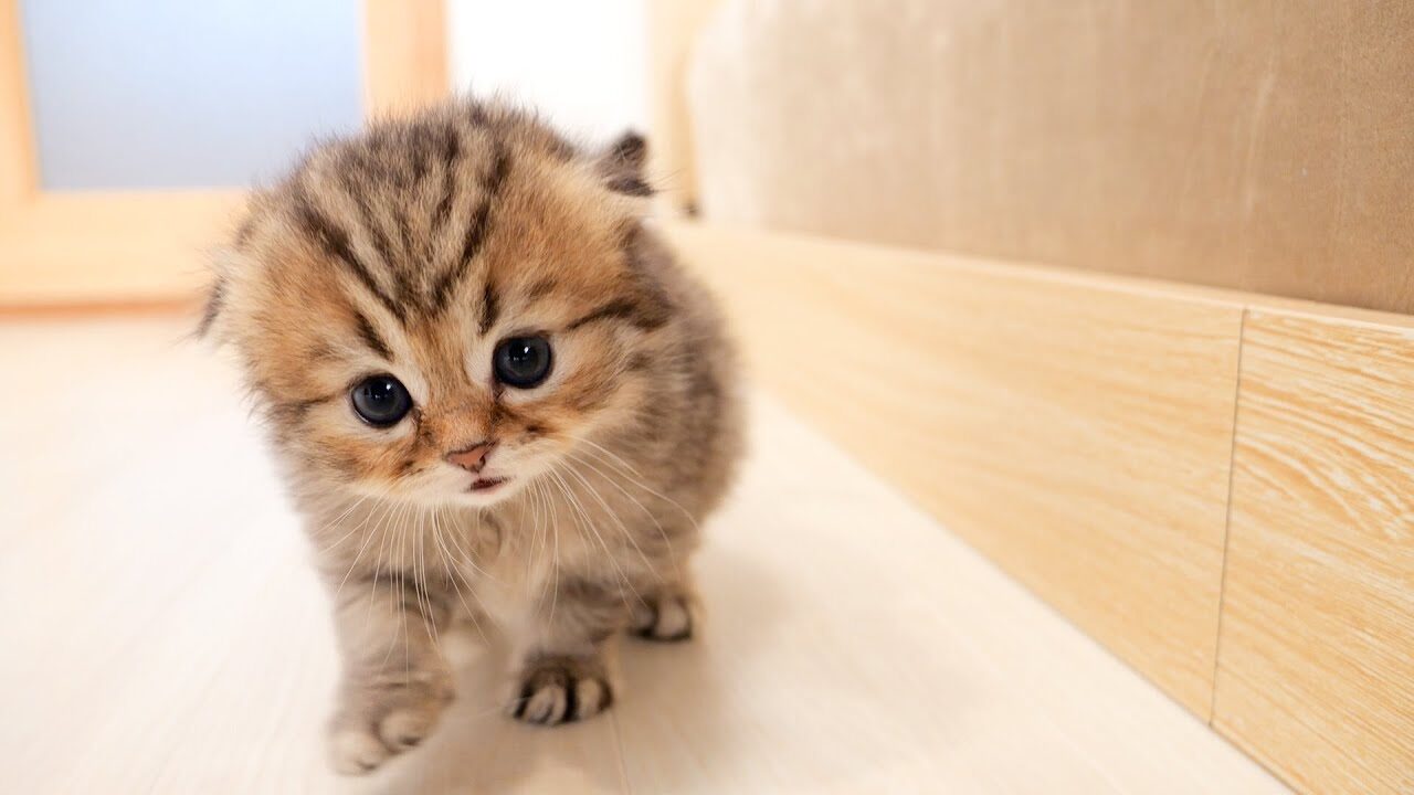 【胸キュン】自力で脱走に成功!勇気ある子猫の冒険が可愛すぎる - 肉球ドットコム(299.com)