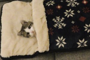 106264 - 肉球ドットコム(299.com)