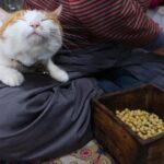 猫たちと一緒に。静かな冬の日の手作り味噌仕込み - 肉球ドットコム(299.com)