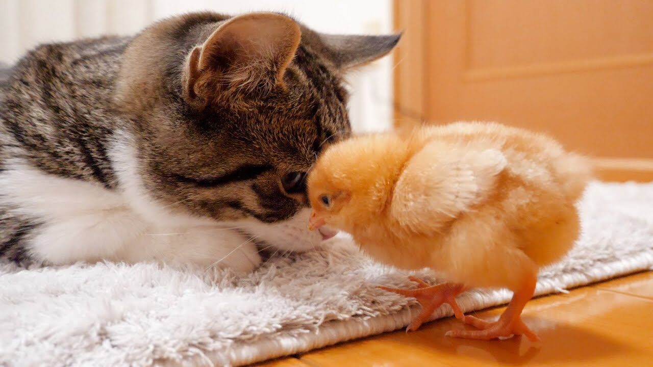 【悶絶】「ボクたち、ずっと一緒だニャ♡」子猫のココちゃんと小さなひよこたちの種を超えた友情に、癒やしと感動が止まらない! - 肉球ドットコム(299.com)
