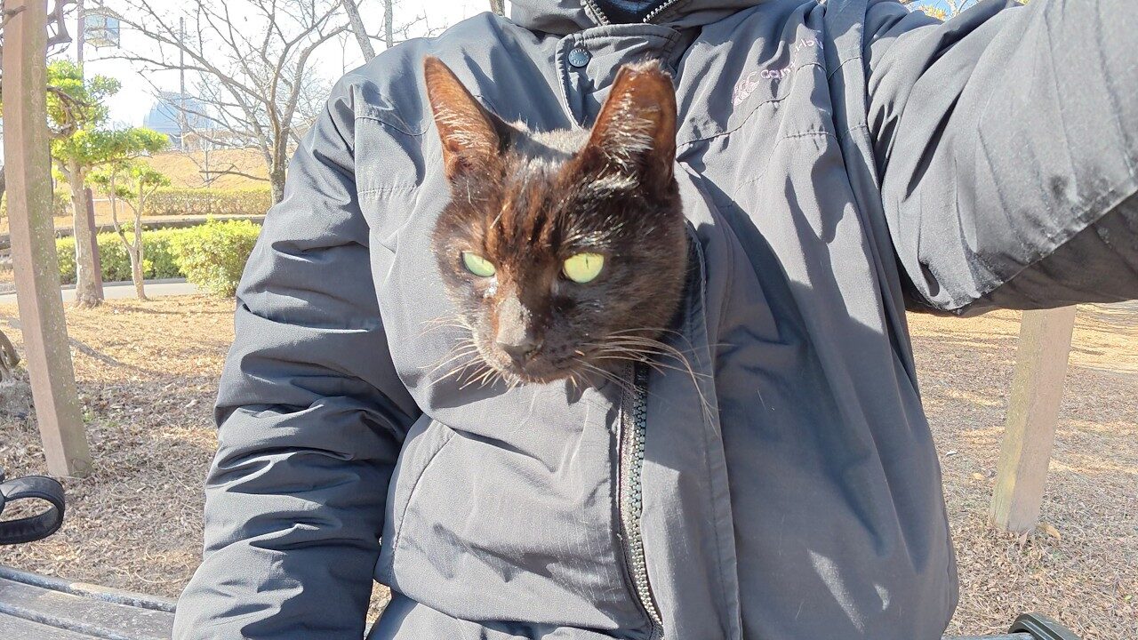 【悶絶】「寒いから入れてニャ!」飼い主さんの服に潜り込んで“カンガルー”になっちゃった黒猫さま。究極の密着ぶりに癒やしが止まらない♡ - 肉球ドットコム(299.com)