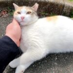 【癒やし】道端でゴロン!なでなでを堪能する甘えん坊な三毛猫さんが可愛すぎる - 肉球ドットコム(299.com)