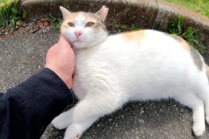 【癒やし】道端でゴロン!なでなでを堪能する甘えん坊な三毛猫さんが可愛すぎる - 肉球ドットコム(299.com)