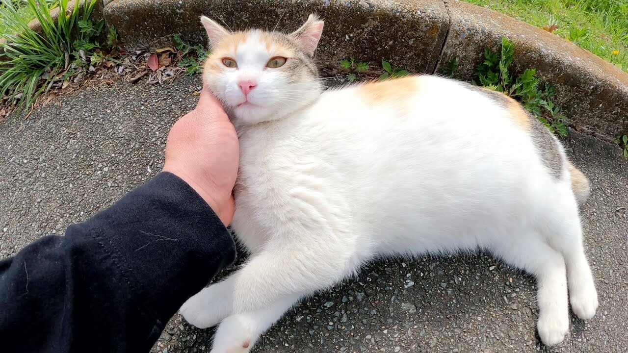 【癒やし】道端でゴロン!なでなでを堪能する甘えん坊な三毛猫さんが可愛すぎる - 肉球ドットコム(299.com)