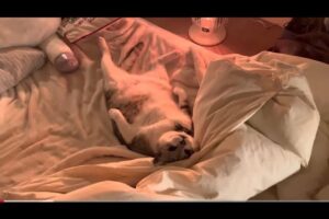 【癒やし】「ねぇ、聞いてる?」お布団でくつろぎながらお喋りしちゃう猫さんが可愛すぎる! - 肉球ドットコム(299.com)