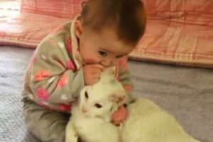 【感動】「ボクがお兄ちゃんだから」赤ちゃんに何をされても動じない優しすぎる猫さんに涙 - 肉球ドットコム(299.com)