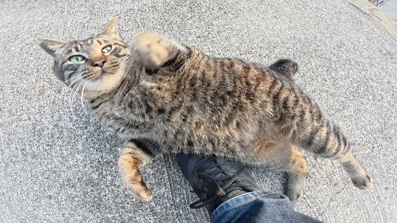 【癒やし】海辺の神社で出会った「歓迎の舞」?元気な声で迎えてくれたキジトラ猫さんが可愛すぎる! - 肉球ドットコム(299.com)