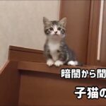 【癒やし】「どこにいるの?」暗闇から響く可愛い鳴き声の正体は…甘えん坊な子猫さんでした! - 肉球ドットコム(299.com)