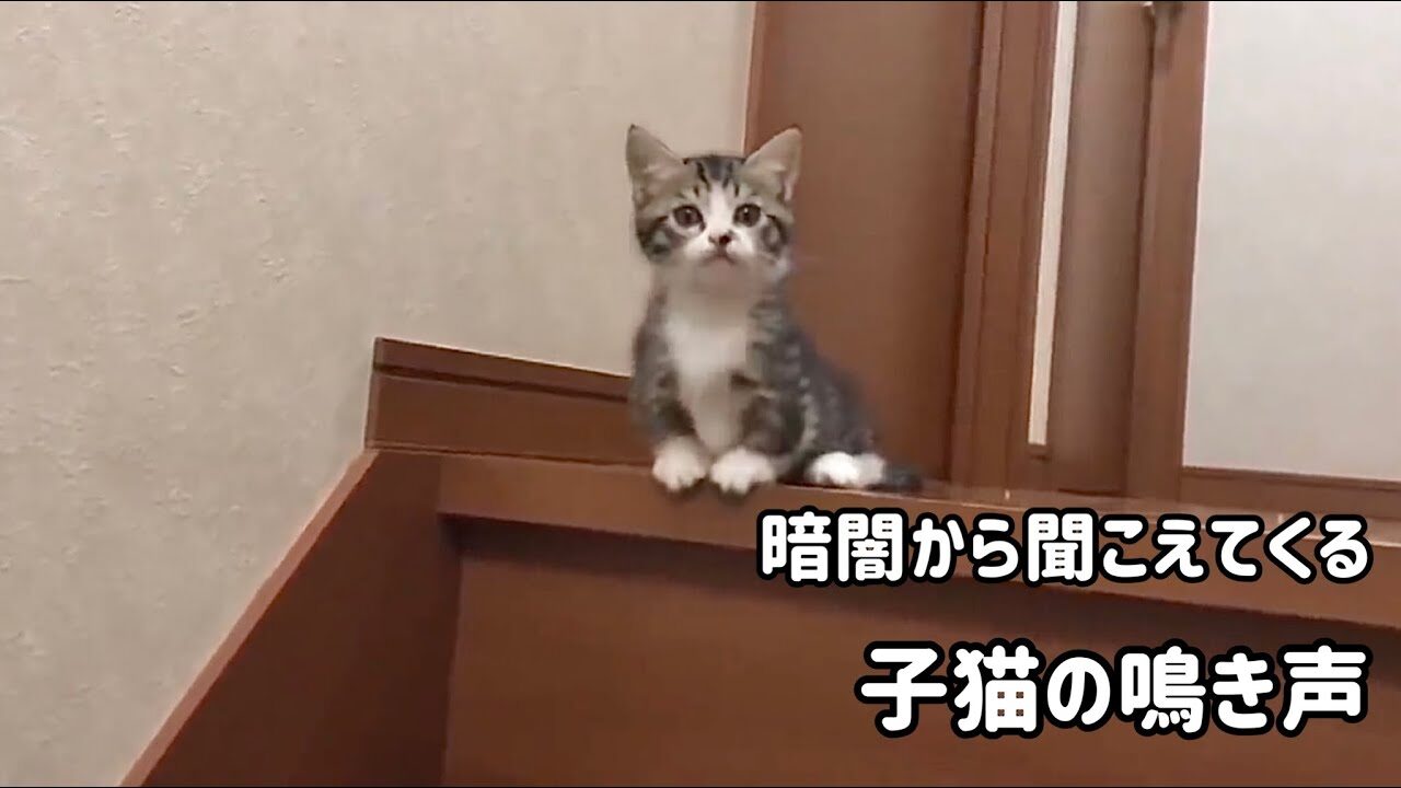 【癒やし】「どこにいるの?」暗闇から響く可愛い鳴き声の正体は…甘えん坊な子猫さんでした! - 肉球ドットコム(299.com)