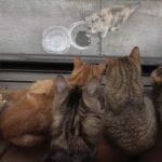 【癒やし】「あの子はだれ?」お庭に現れた野良の子猫さんに興味津々な10匹の猫さまたち - 肉球ドットコム(299.com)