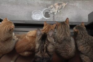 【癒やし】「あの子はだれ?」お庭に現れた野良の子猫さんに興味津々な10匹の猫さまたち - 肉球ドットコム(299.com)