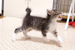 【悶絶】「ねえ、ママ!早くご飯ちょうだいニャ♡」ご飯の隠し場所を発見して猛烈なおねだり攻撃を繰り出す子猫さまに癒やされすぎて、もうメロメロ! - 肉球ドットコム(299.com)