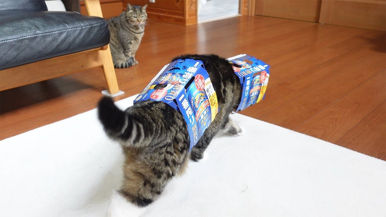 【悶絶】「これで無敵だニャ!」箱を愛しすぎる猫のまるさん。ついに“完全装備”を手に入れたシュールで可愛い姿に癒やしが止まらない♡ - 肉球ドットコム(299.com)