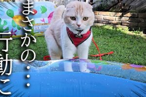 【悶絶】「あ、冷たいニャ♡」初めてのプール遊びに挑む猫のじゅん坊!ワンコたちと繰り広げる、夏全開の可愛すぎる水遊びに癒やしが止まらない♡ - 肉球ドットコム(299.com)