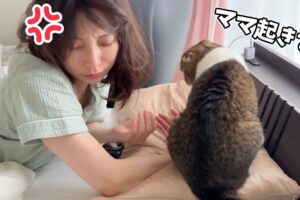 【悶絶】休日の朝5時半に強制終了!?甘えん坊すぎる猫さまの「全力おねだり」に飼い主さんもタジタジ♡ - 肉球ドットコム(299.com)