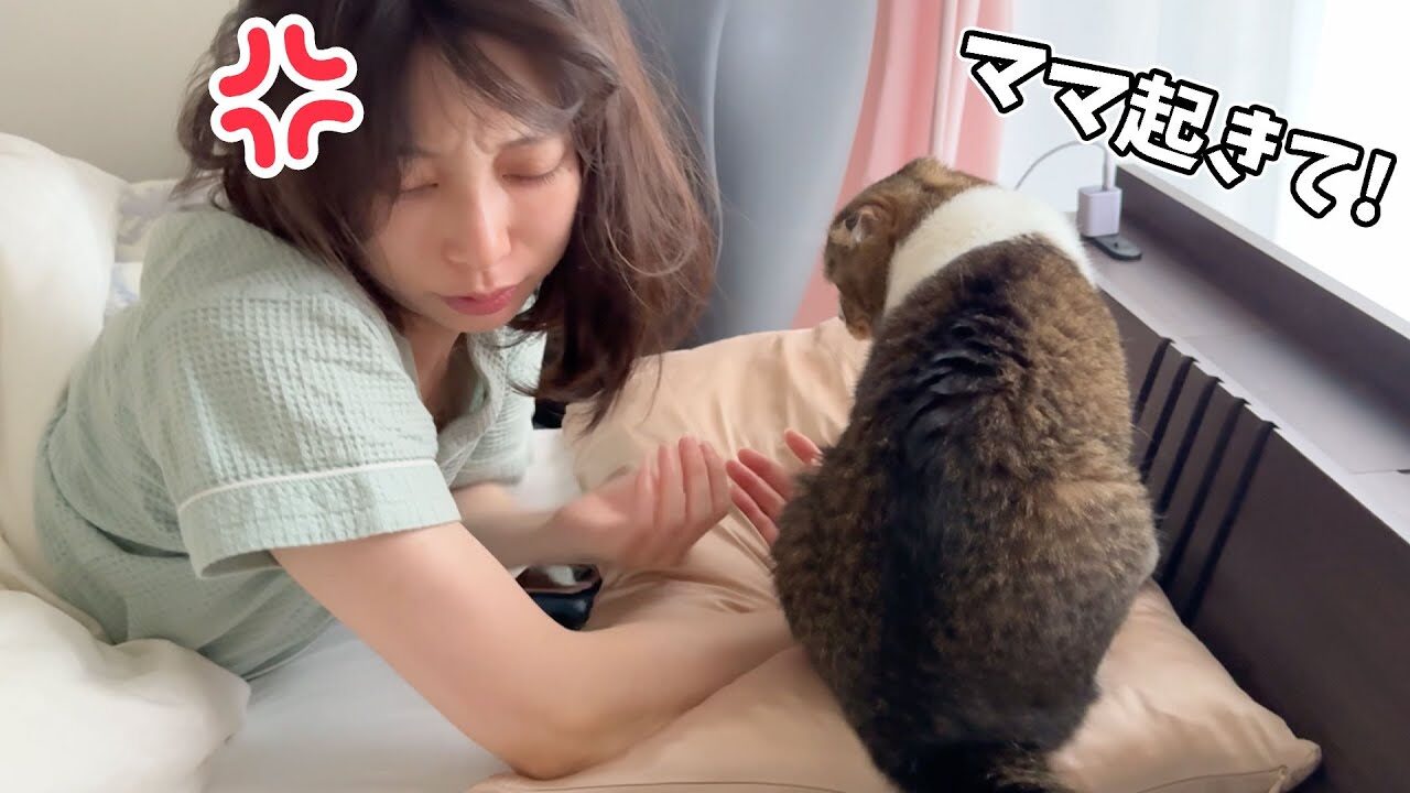 【悶絶】休日の朝5時半に強制終了!?甘えん坊すぎる猫さまの「全力おねだり」に飼い主さんもタジタジ♡ - 肉球ドットコム(299.com)