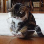 【驚愕】もはや職人芸!?透明ボウルを完璧に使いこなす猫さまの「神バランス」が凄すぎる♡ - 肉球ドットコム(299.com)