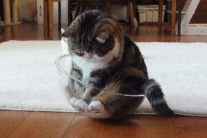 【驚愕】もはや職人芸!?透明ボウルを完璧に使いこなす猫さまの「神バランス」が凄すぎる♡ - 肉球ドットコム(299.com)